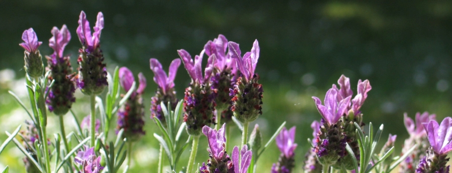 lila-blumen-900.4.6183bc35c377a